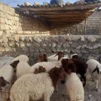 فروش ۱۰ عدد بره