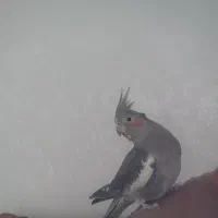 عروس هلندی گمشده