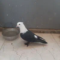 کله سفید. مخمل