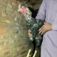 مرغ و خروس|حیوانات مزرعه|خاش, |دیوار