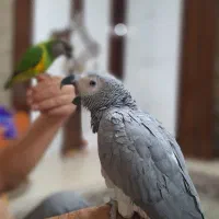 کاسکو|پرنده|نیشابور, فردوس شمالی|دیوار