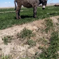 کره خر ماده