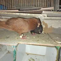 کفتر زاغ صرب