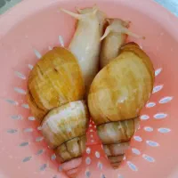حلزون آچاتینا