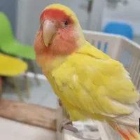 گمشده