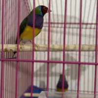 فنچ گلدین و فنچ بنگالی