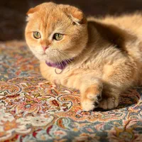 گربه اسکاتیش