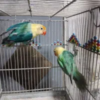 طوطی برزیلی نر