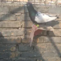 کفتر|پرنده|اهواز, علی آباد|دیوار