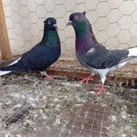 پرنده شوش دانیال