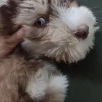 سگ هاسکی|سگ|قم, شهرک فاطمیه|دیوار