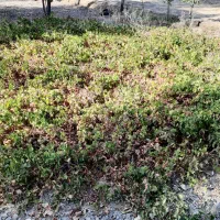 گل وگیاه|خدمات باغبانی و درختکاری|سروآباد, |دیوار