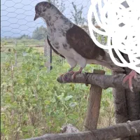 کبوتر ماده گرگی