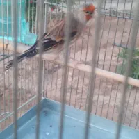 سهره قناری  دهندار پنج دهن لر بخون اوستا مست