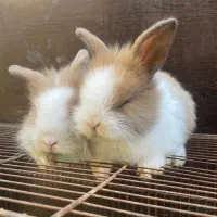 بچه خرگوش لوپ|موش و خرگوش|کردکوی, |دیوار