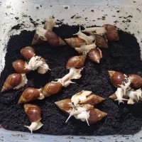 فروش حلزون آچاتیا