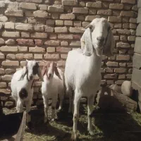 بز و دوبزغاله شیر مست