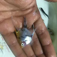 انجل|ماهی|تهران, شهرک ولیعصر شمالی|دیوار