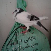 کبوتر