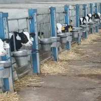 فروش گوساله صنعتی