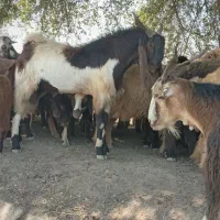 سابری یابخته یا بز نرنژدی تخمی نازار