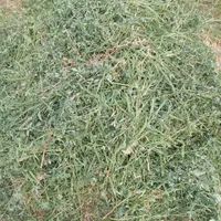 یونجه