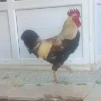 خروس محلی خوش رنگ جوان