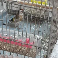 سهره|پرنده|تهران, میدان میوه و ترهبار مرکزی|دیوار