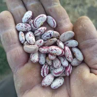 لوبیا چیتی