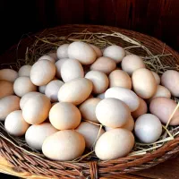 تخم مرغ محلی