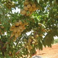 نهالستان گردو و بادام دیرگل و پر بار پالیز|خدمات باغبانی و درختکاری|اصفهان, آزادگان|دیوار