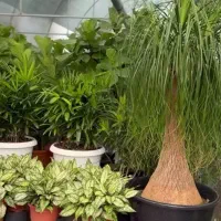 استخدام کارگر گلخانه گل-گیاه(لطفا شرایط دقت کنید)