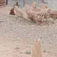 مرغ