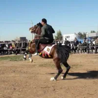 اسب کرد مدرک دار|اسب و تجهیزات اسبسواری|ساوه, |دیوار