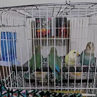 ۳ تا طوطی برزیلی رنگ خاص|پرنده|چمران, |دیوار