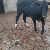 گوساله تلیسه