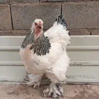 برهما لایت|حیوانات مزرعه|صوفیان, |دیوار