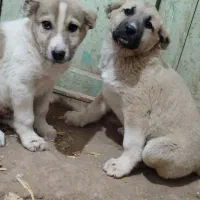 توله سرابی|سگ|هیر, |دیوار