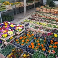 کلیه خدمات باغبانی سمپاشی تعویض گلدان سمپاشی سوسک|خدمات باغبانی و درختکاری|تهران, الهیه|دیوار