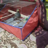 پرنده فروشی