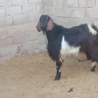 چپش نر