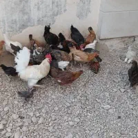 مرغ و خروس و جوجه کاملا محلی