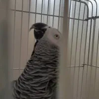 کاسکو پرکلام جمله گو پر صحبت نر ۴ ساله|پرنده|تهران, اسکندری|دیوار