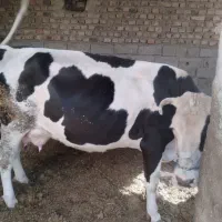 گاو|حیوانات مزرعه|زابل, |دیوار