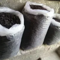 کشمش و فخری ترو تمیز ورجوی