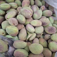 بادام تلخ