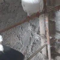 تعدادی کبوتر نر و ماده|پرنده|چالوس, |دیوار