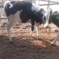 ۲ راس گوساله نر جنس اصل