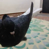 کبوتر اشعل ماده