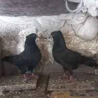 سینه سیاه جوجه